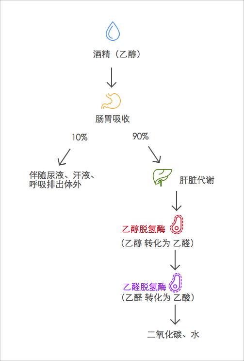 其余90%则要经过肝脏代谢,代谢过程是:乙醇→乙醛→乙酸→二氧化碳和