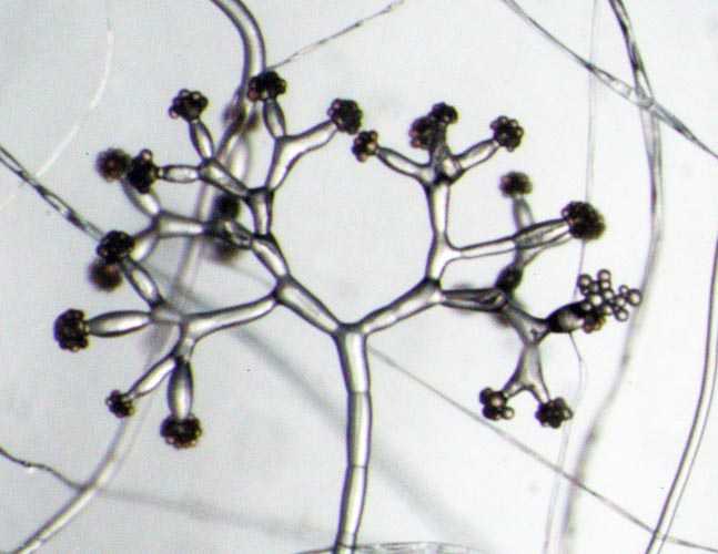 由于这种分枝方式的两个分枝或称子树是平等的,所以这些二叉树植物多