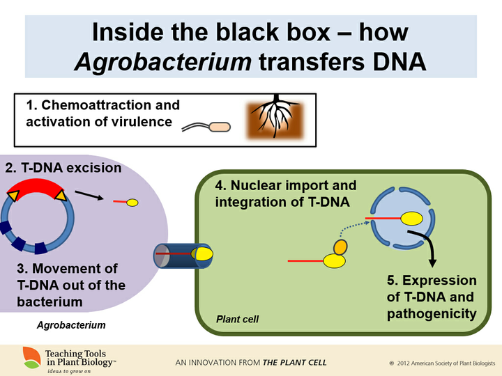 农杆菌转化法中,ti质粒中的t-dna是如何插入目标染色体的dna中的?