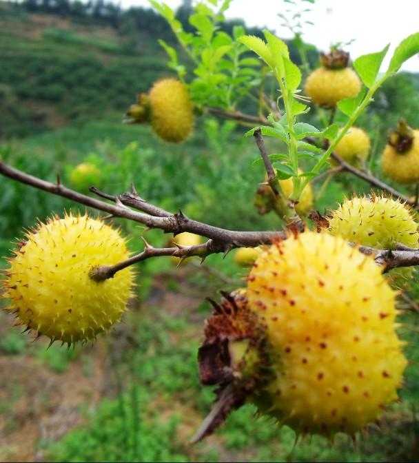 你小时候的记忆里吃过哪些野生的植物或其果实?