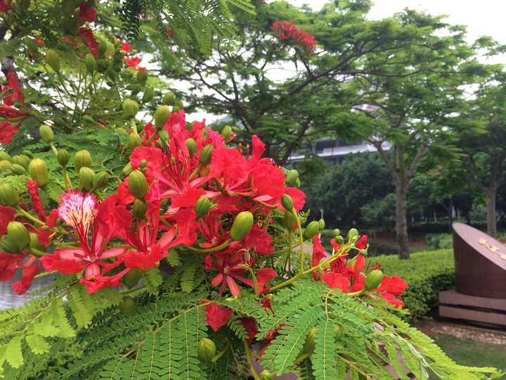 厦大的凤凰花.