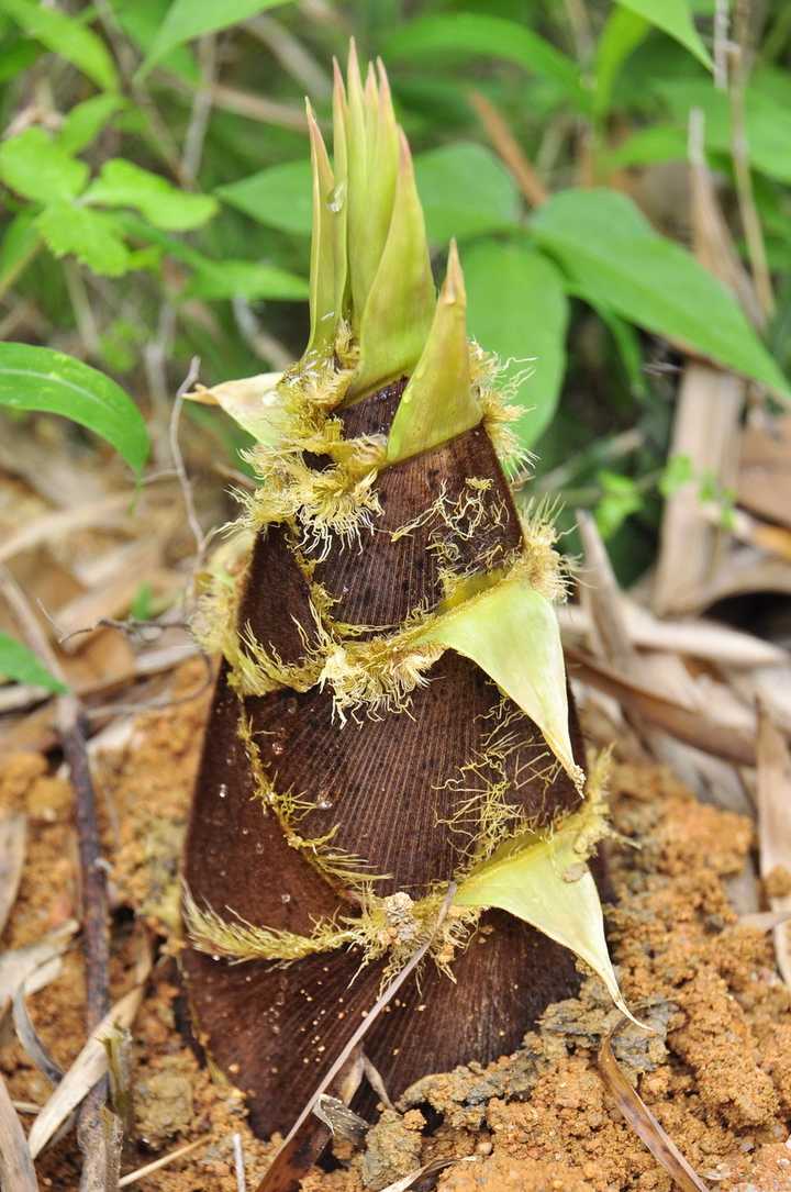 春笋和冬笋在口味上有何区别?