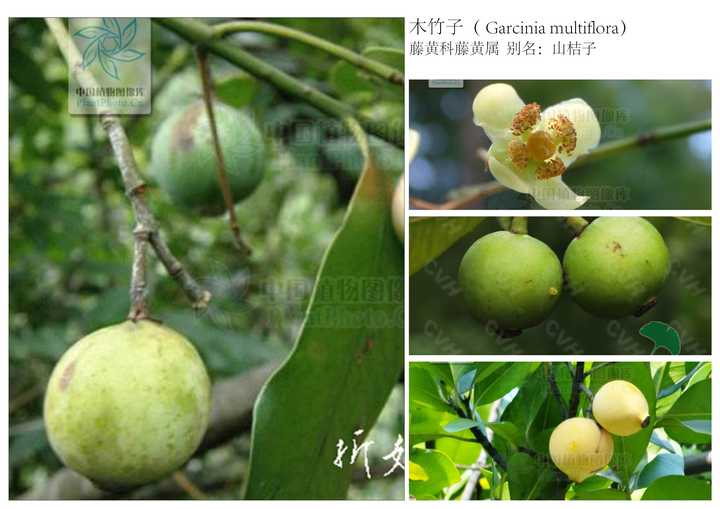 木竹子( garcinia multiflora) 藤黄科藤黄属  别名:山桔子 我们当地