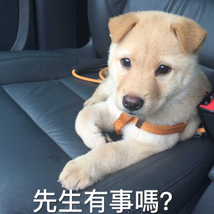 把土狗养成高级犬是一种怎样的体验?