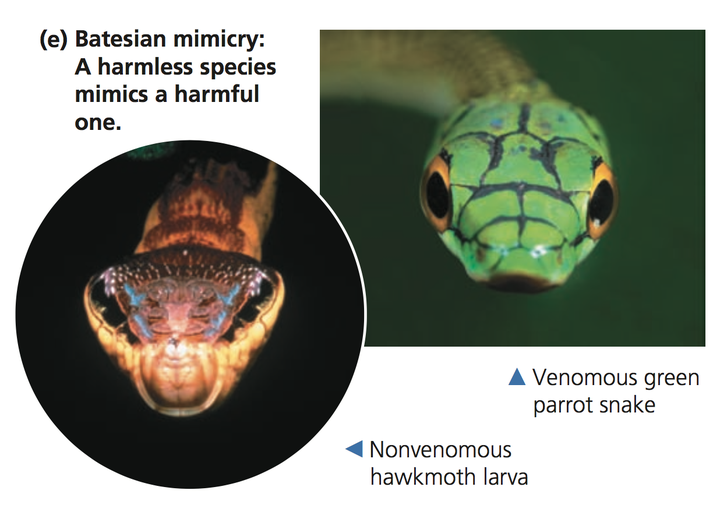 batesian mimicry