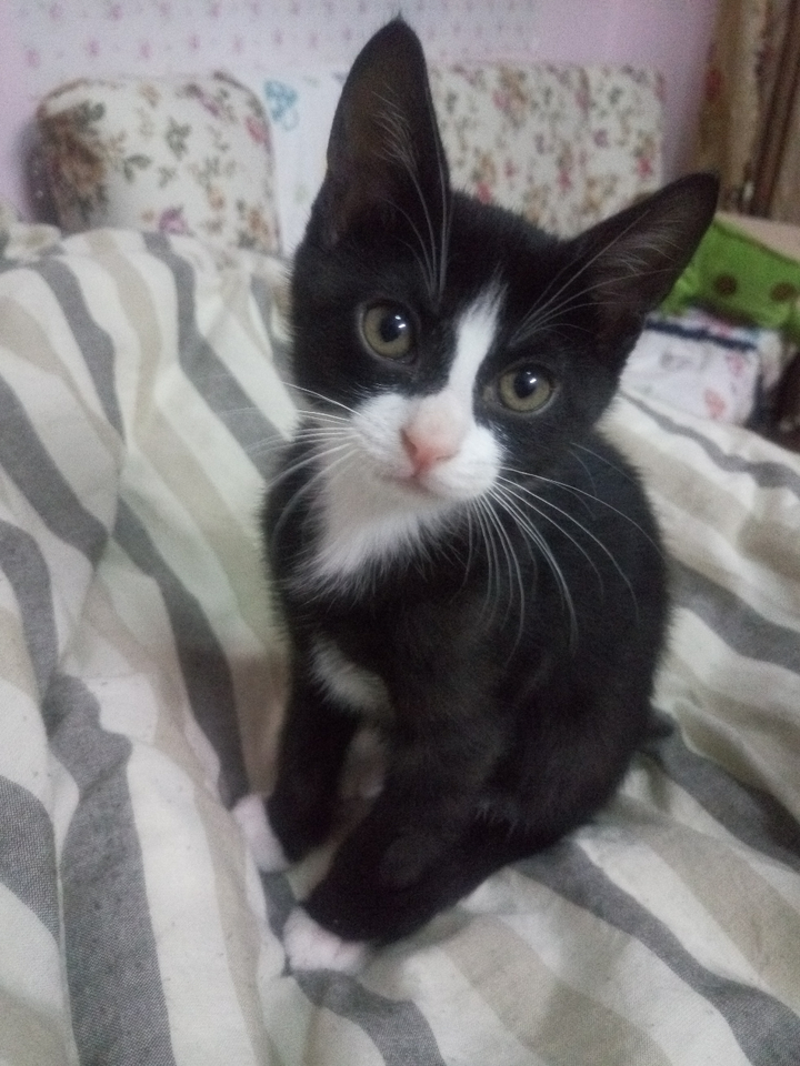 土猫一只.白手套. 这居然是我第一次回答,忍不住答,太爱我家的喵了.