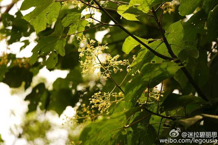 凤栖梧说的中国梧桐到底是开白色小花的还是开紫色花的?