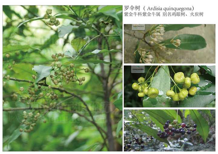 罗伞树( ardisia quinquegona) 紫金牛科紫金牛属  别名鸡眼树,火炭树