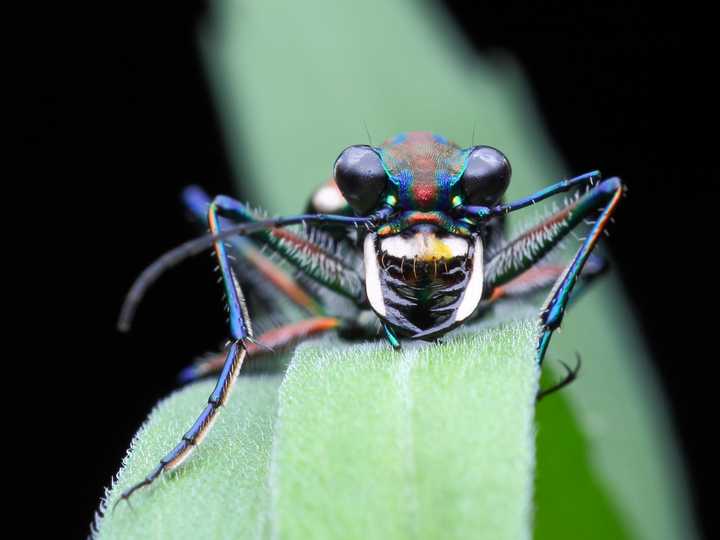 头较大,前口式,上颚大,左右交叉.