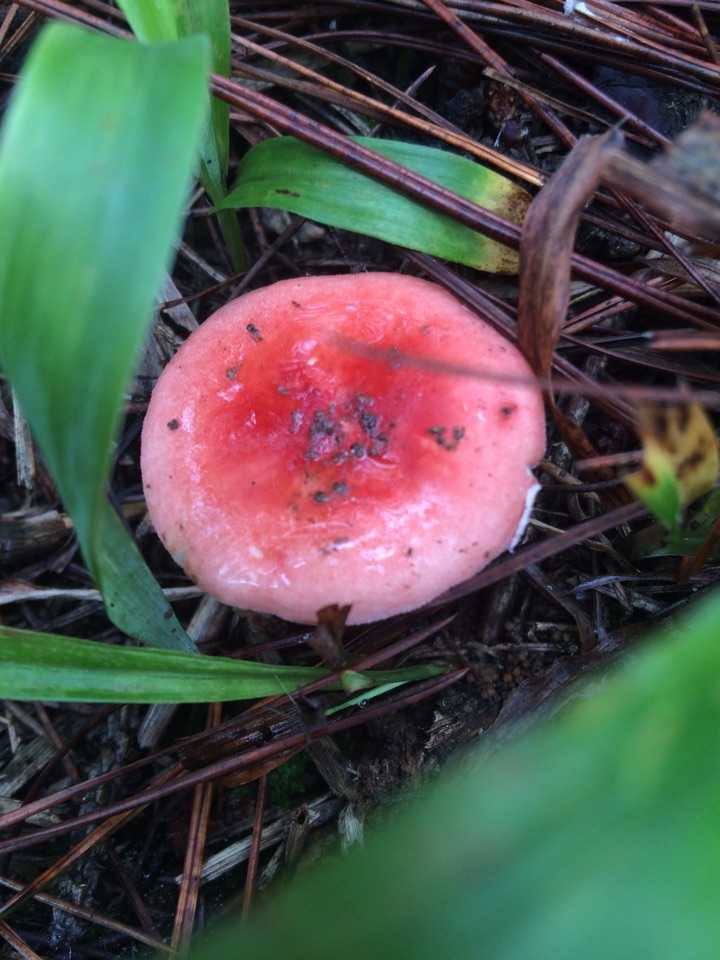 吃菌子季节到了,求科普下云南人常吃的野生菌品种?