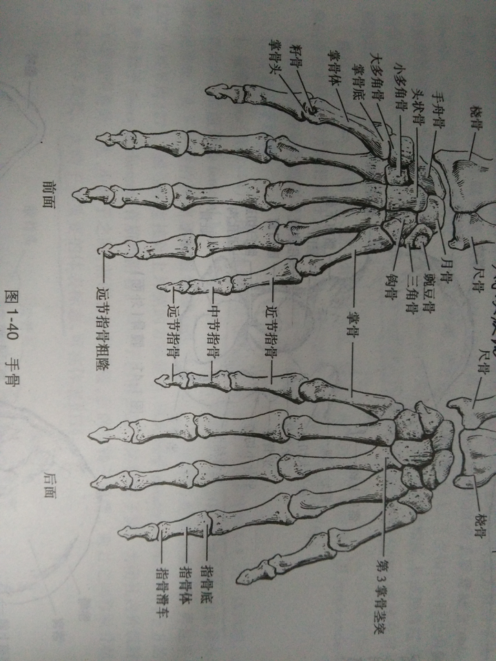 大概是因为手指骨骼结构比较复杂吧 从骨骼开始研究吧 首先,我觉得画