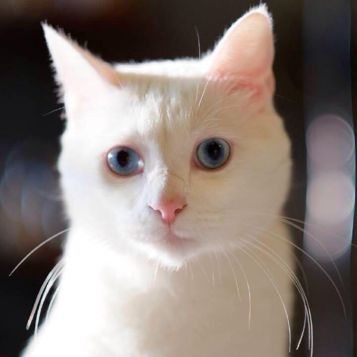 纯白的毛色 蓝色的眼睛简直美cry