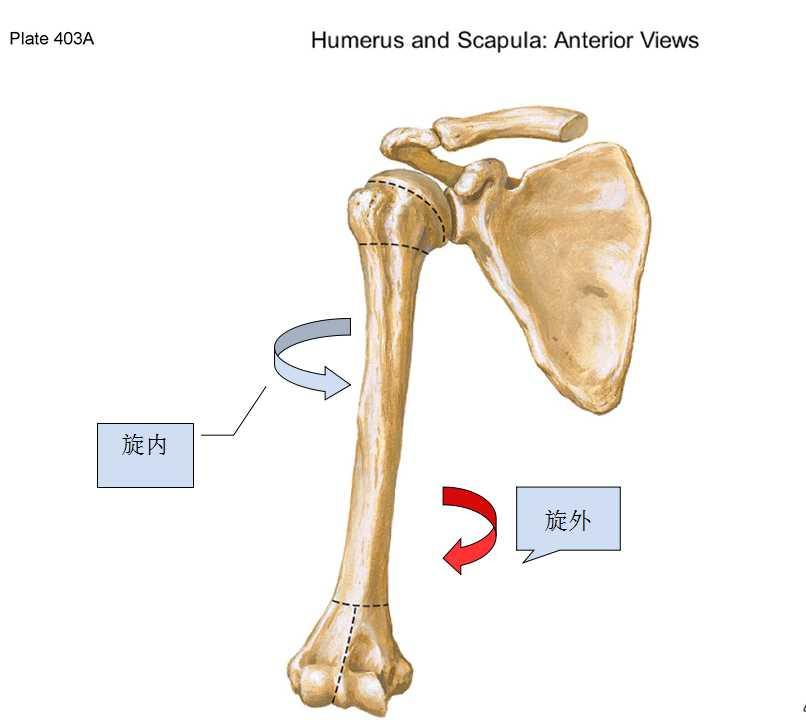 肩关节的旋内,旋外,表现出来就是肱骨的旋内旋外呀!