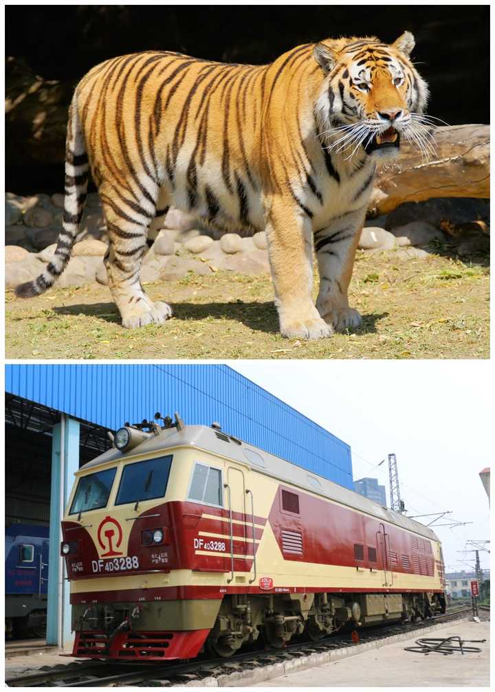 东风4d型客运版内燃机车,北车大连厂生产,最高速度170kmh,绰号花老虎