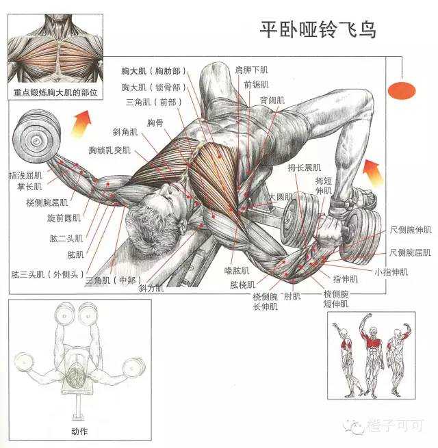 2,平卧哑铃飞鸟 平躺于窄凳上,使肩部可以自由活动,双手持哑铃,双臂