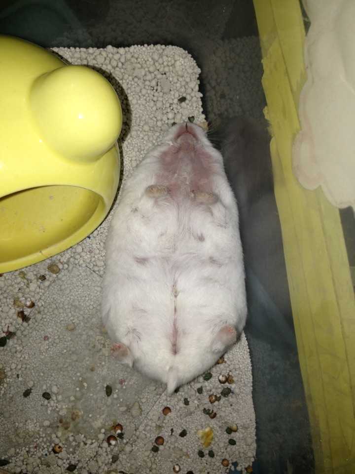 各位养的仓鼠都有什么有趣的事情发生呢?