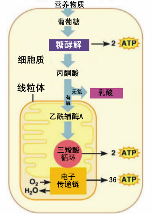 现在真核生物最主要的能量代谢过程是消耗葡萄糖生产atp.