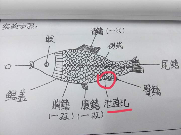 贴一张以前做解剖实验的图,这是一条鲫鱼,鱼有泄殖孔.