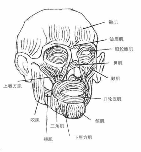 学美术怎么记人体结构?