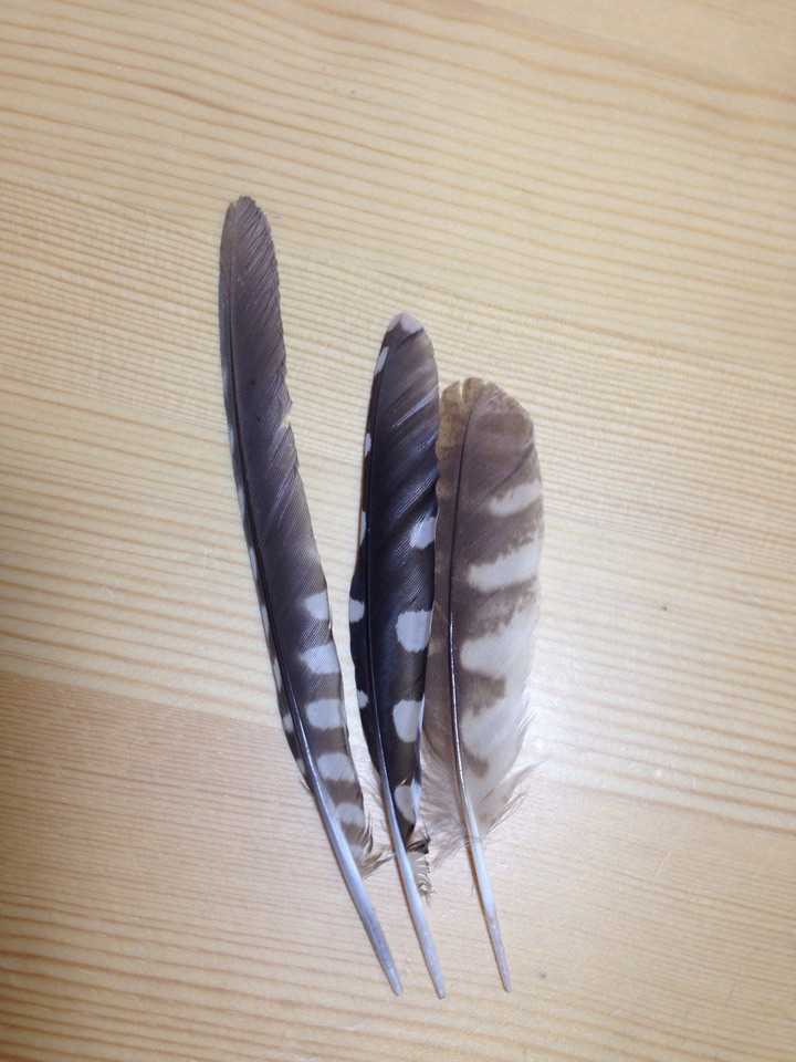大斑啄木鸟·一级二级飞羽