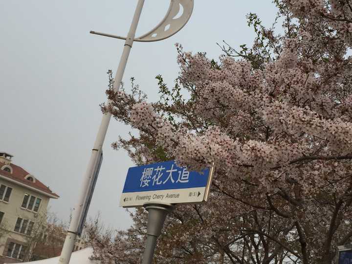 中国海洋大学 樱花大道 美哭了 看到了樱吹雪