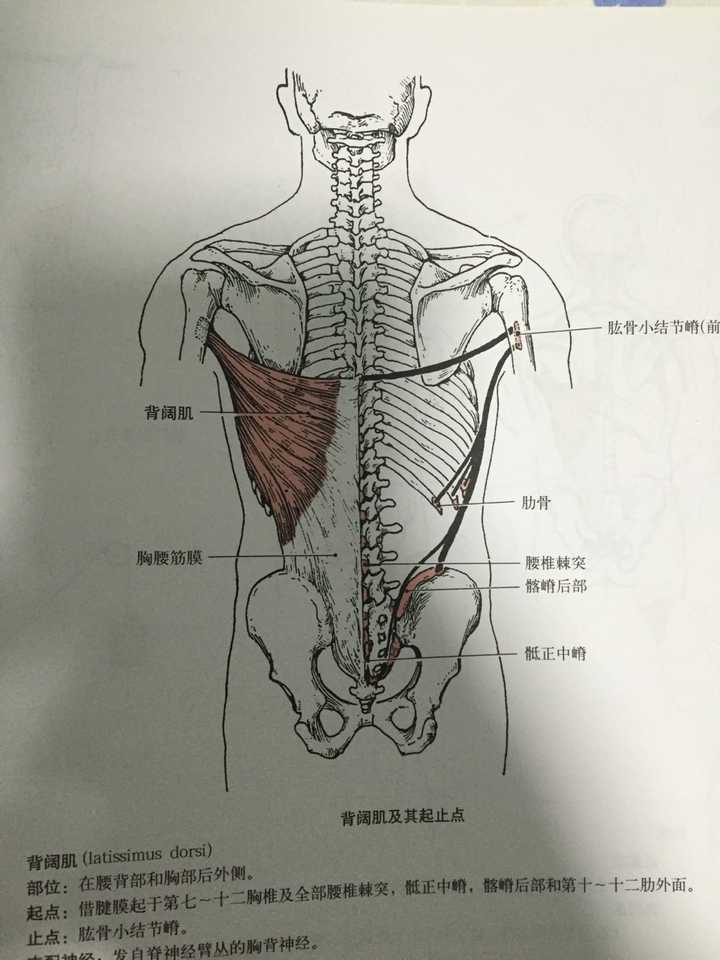 背阔肌起于7-12胸肋棘突,胸腰筋膜,髂嵴和下3