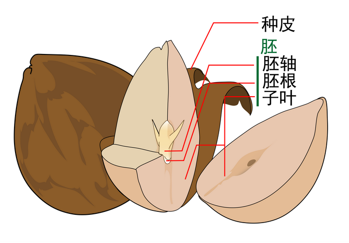 松子上的裂口是怎么加工的?