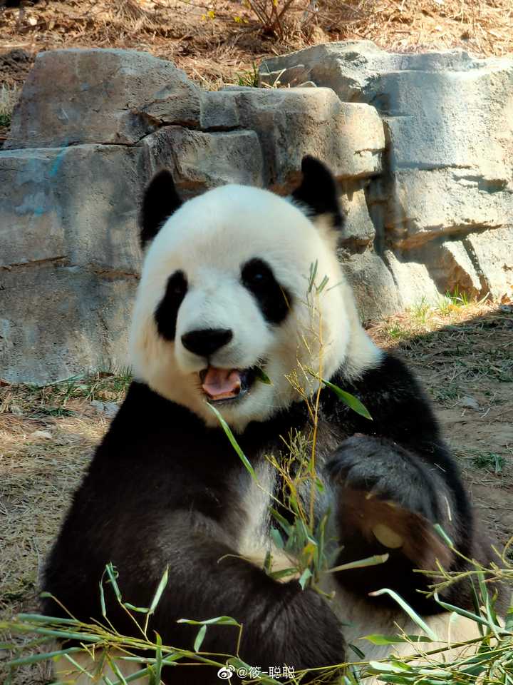 为何大熊猫这样的动物都破一千头了还这么小心地保护