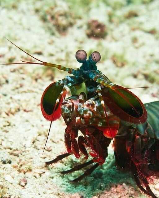 雀尾螳螂虾 两个大眼睛,五彩缤纷的体色是不是很萌?然而.