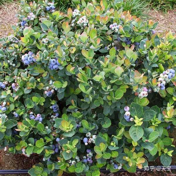 蓝莓开花授粉期常见问题