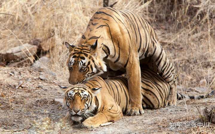 老虎不是重点,重点是很多动物在ooxx时候,喜欢咬住雌性后颈