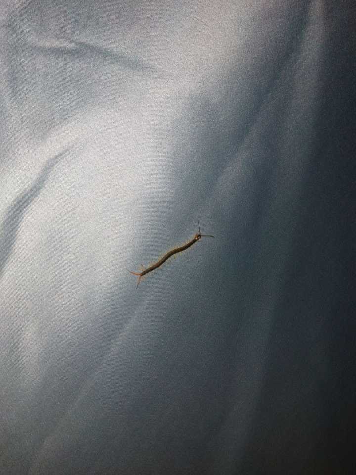 被蜈蚣咬到是怎么样的体验?