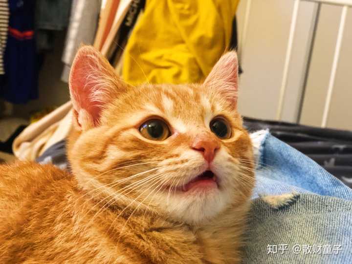 国外的橘猫或者狸花猫真的上万一只吗?