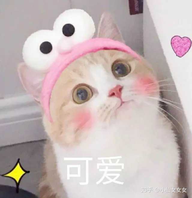 有什么甜甜的猫咪表情包可以分享?