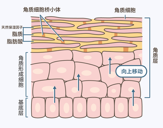 正常表皮基底细胞的分裂周期约为13~19天.