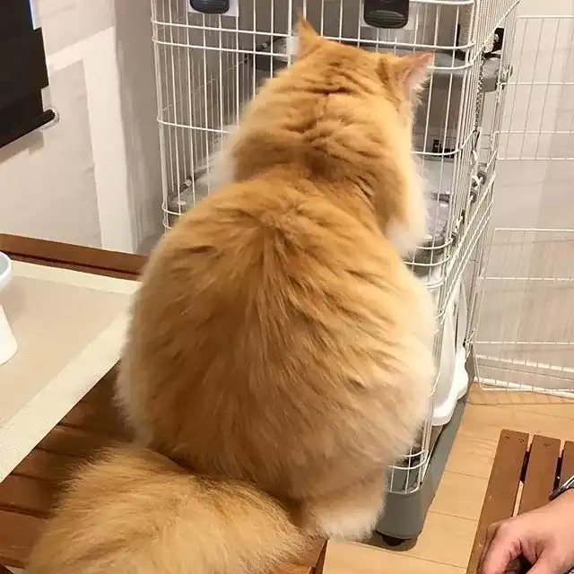 你见过最好看的橘猫长什么样