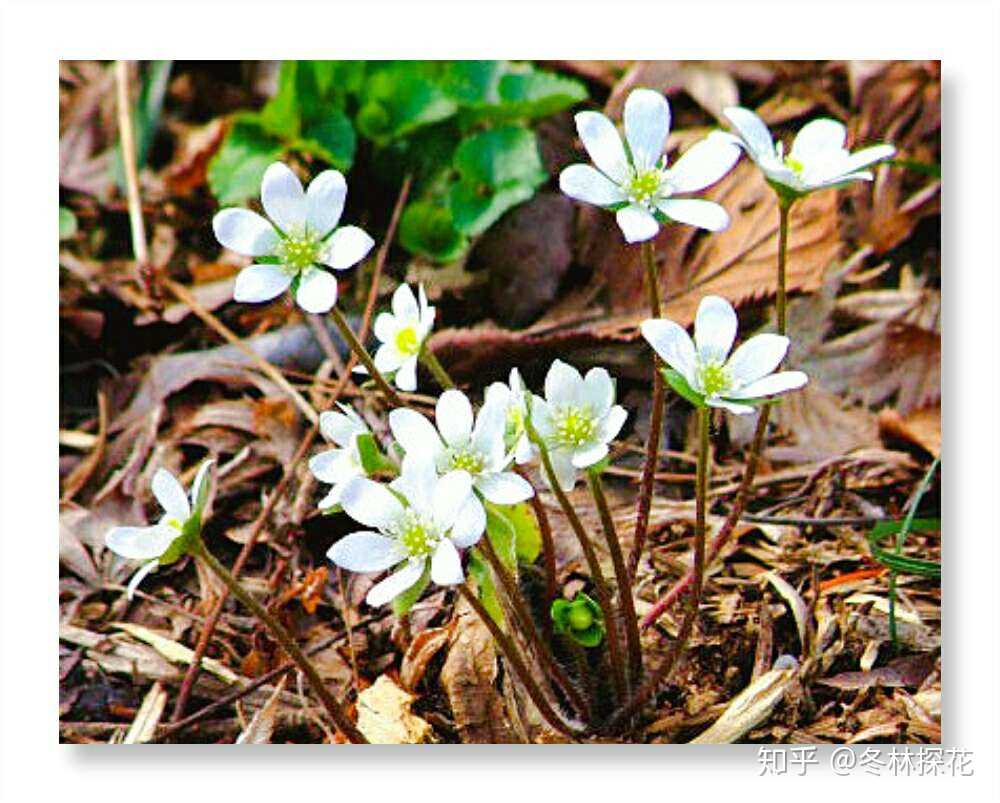 沙洲草,2月12日的