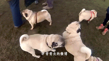 你有哪些让你一秒变开心的表情包?