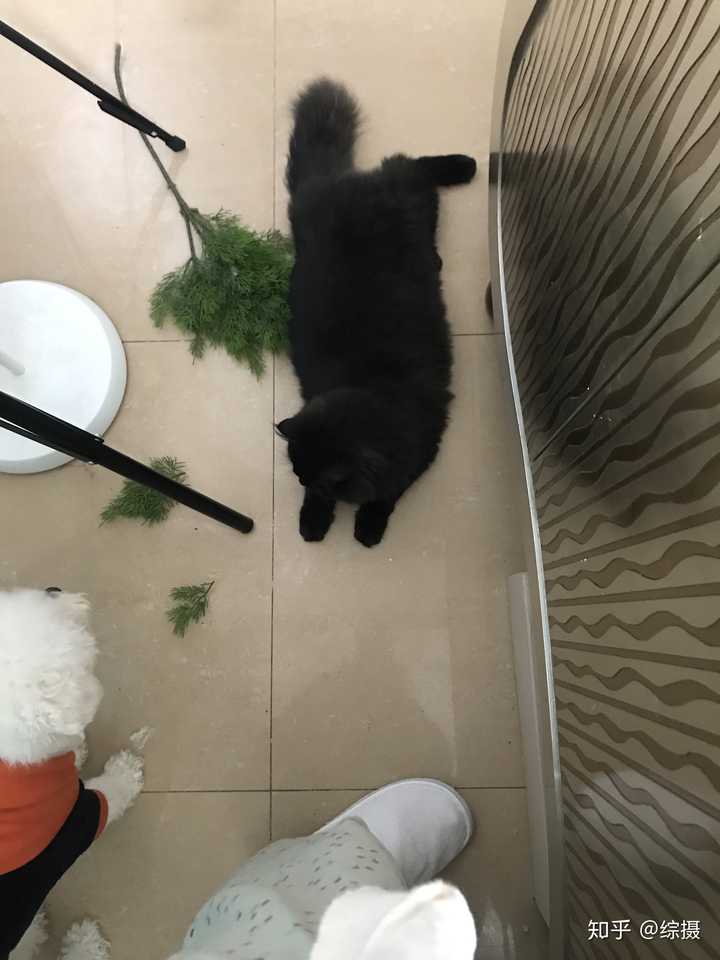 英短黑色长毛