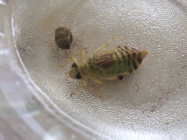 养水虿chai 其实就是蜻蜓幼虫 很凶,残食同类,所以只能一只一只的养
