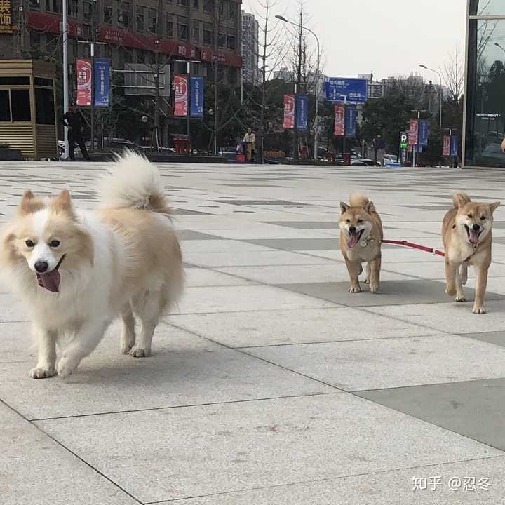 养边境牧羊犬和柴犬哪个好?