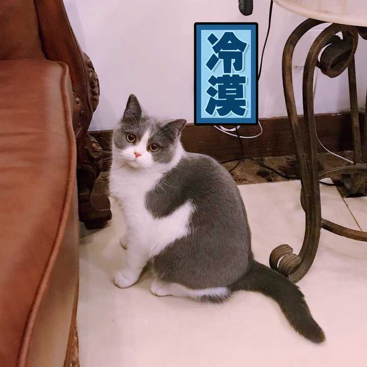 一只品相好的英短蓝白是什么样子的?