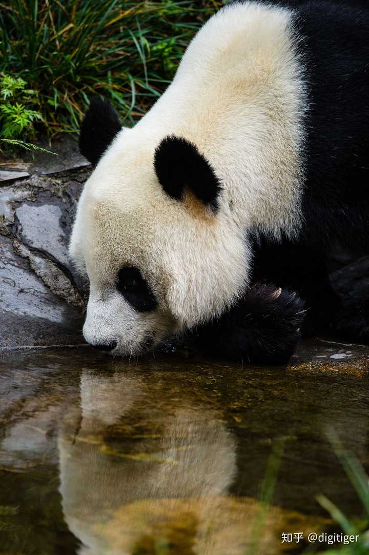 熊猫喜欢喝水吗?