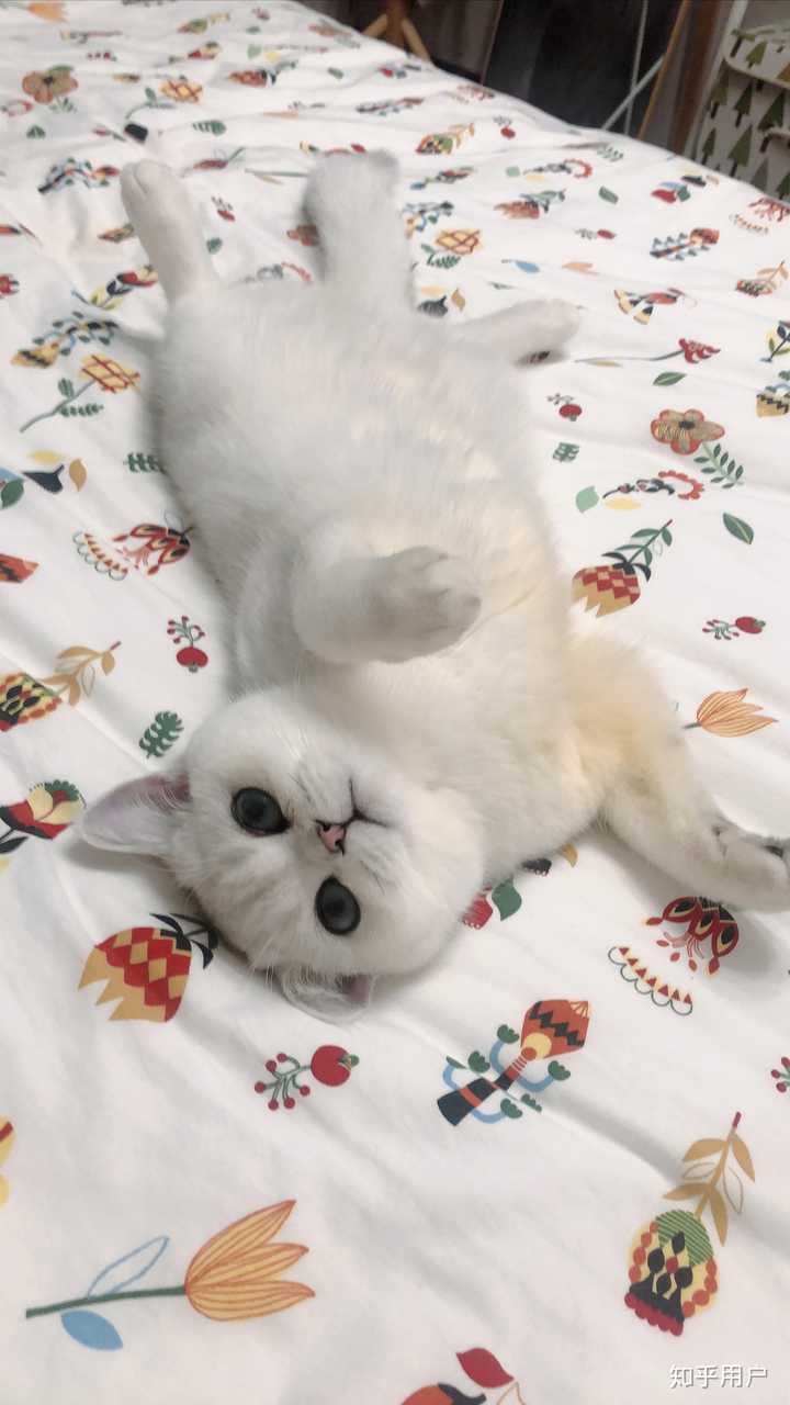 一只猫能可爱到什么程度?