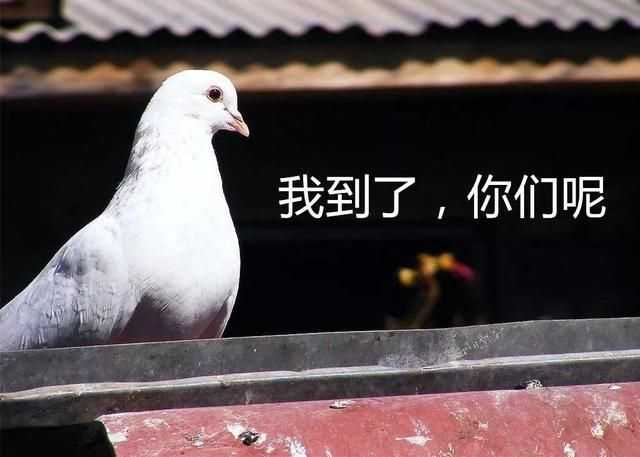 有哪些关于鸽子的表情包?