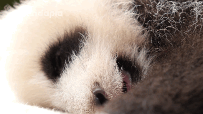 壁纸 动物 狗 狗狗 400_225 gif 动态图 动图