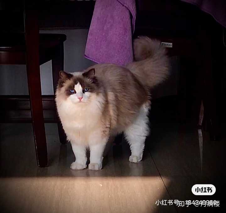 布偶猫体型一般有多大?