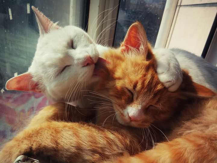 我们家的橘猫财哥和白猫羊姐 都是小时候在救助站领养的