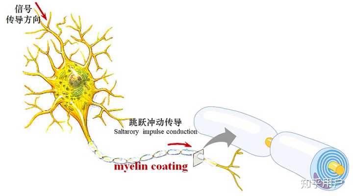 神经元收到一个信号以后就会产生神经冲动,这个冲动会以跳跃形式传导