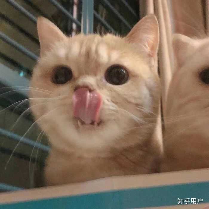 有哪些沙雕又可爱的情侣头像?
